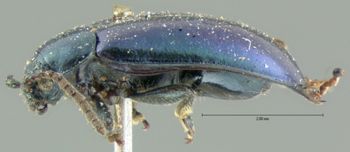 Media type: image; Entomology 19101   Aspect: habitus lateral view